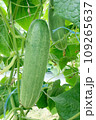 Cucumber fruit growing on the plant ready for picking. 109265637