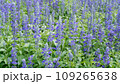 Blue Salvia flowers blooming in the garden. 109265638