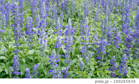 Blue Salvia flowers blooming in the garden. Blue Salvia flowers blooming in the garden. 109265638