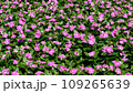 Pink Catharanthus roseus flowers or bright eyes blooming in the garden. 109265639