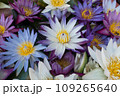 Colorful of water lilies blossom. 109265640