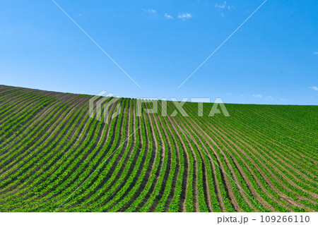 初夏の青空と畑 初夏の青空と畑 109266110
