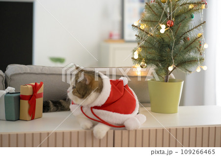 scottish cat wear christmas cloth with christmas tree and gift box in living room 109266465