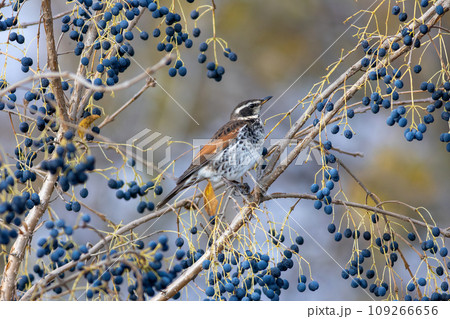青い木の実を狙うツグミ 109266656
