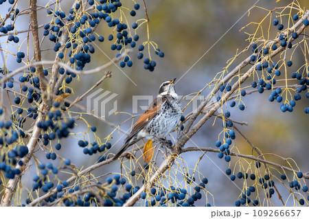 青い木の実を狙うツグミ 109266657