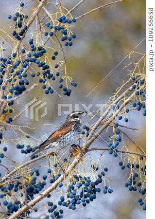 青い木の実を狙うツグミ 109266658