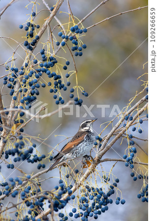 青い木の実を狙うツグミ 青い木の実を狙うツグミ 109266659