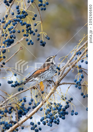青い木の実を狙うツグミ 109266660