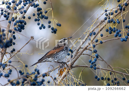 青い木の実を狙うツグミ 109266662