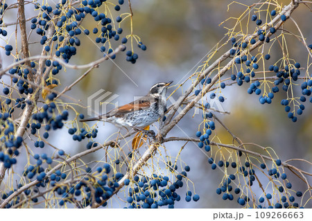 青い木の実を狙うツグミ 青い木の実を狙うツグミ 109266663