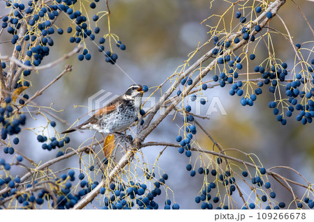 青い木の実を啄むツグミ 109266678