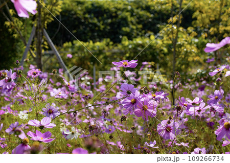 背景に最適な秋の花コスモス 109266734