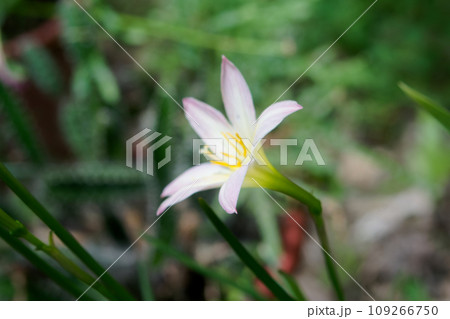 Zephyranthes atamasco, commonly known as atamasco-lily or more commonly rain-lily 109266750