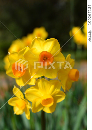 春の野原に咲くスイセンの花 109267183