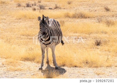 Zebra in Etosha Zebra in Etosha 109267281