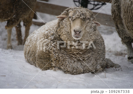 雪の中でこちらを見つめる羊 109267338