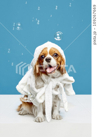 After shower routine. Cute little dog, purebred Cavalier King Charles Spaniel sitting in towel against blue studio background After shower routine. Cute little dog, purebred Cavalier King Charles Spaniel sitting in towel against blue studio background 109267669