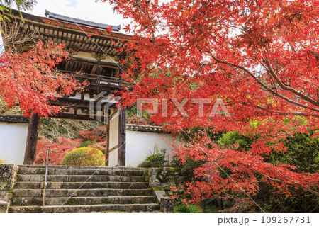 紅葉見頃な長岳寺 109267731