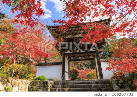 紅葉見頃な長岳寺 紅葉見頃な長岳寺 109267732