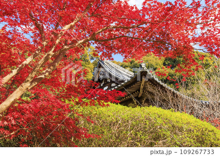 紅葉見頃な長岳寺 紅葉見頃な長岳寺 109267733