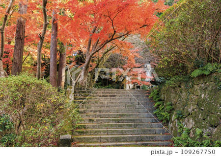 紅葉見頃な長岳寺 109267750