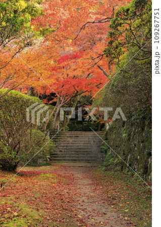 紅葉見頃な長岳寺 109267751
