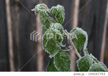 Frozen iced tree branches and leaves during foggy cold day. Macro closeup view. Icy twigs, grass covered by snow against winter forest. Plants in the wood at wet frosty weather. Nature landscape video 109267763