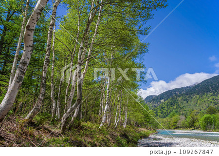 《新緑絶景!初夏の上高地》梓川沿いの遊歩道 《新緑絶景!初夏の上高地》梓川沿いの遊歩道 109267847