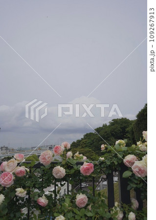 花、4月、5月、春、咲く、綺麗、ピンク、黄色、白、横浜、風景、日本、神奈川、空、青 花、4月、5月、春、咲く、綺麗、ピンク、黄色、白、横浜、風景、日本、神奈川、空、青 109267913