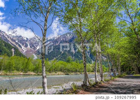 《新緑絶景！初夏の上高地》梓川沿いの遊歩道・白樺 109267995