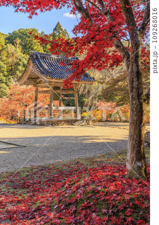 紅葉見頃な正暦寺 109268016