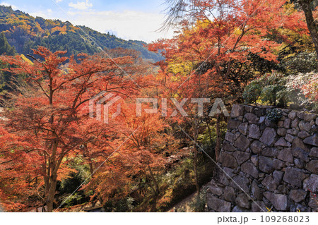 紅葉見頃な正暦寺 109268023