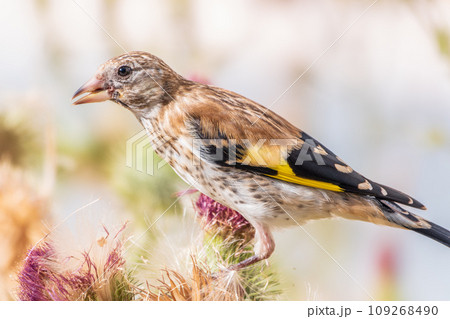 European goldfinch with juvenile plumage, feeding on the seeds of thistles. Carduelis carduelis. 109268490