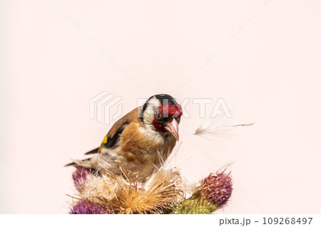 European goldfinch, feeding on the seeds of thistles. Carduelis carduelis. European goldfinch, feeding on the seeds of thistles. Carduelis carduelis. 109268497