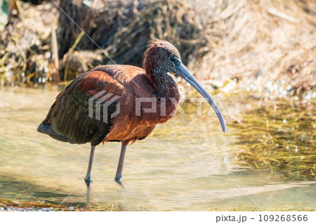The glossy ibis, latin name Plegadis falcinellus, searching for food in the shallow lagoon. 109268566