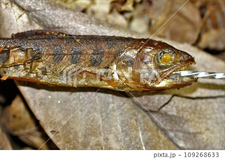 山女魚の燻製 109268633