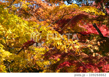 楓 カエデ メープル 109268662