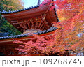 紅葉に包まれた鐘楼 109268745