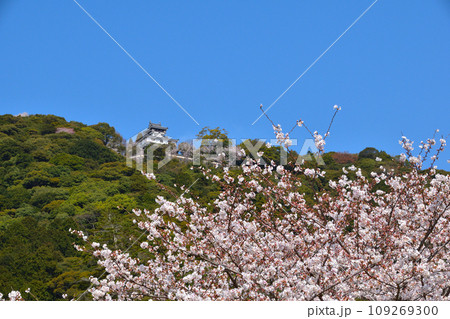 春 桜 岩国城 春 桜 岩国城 109269300