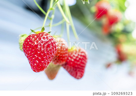 赤く実ったイチゴの果実　ハウスの苺　いちご狩り　宮城県山元町 109269323