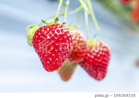 赤く実ったイチゴの果実 ハウスの苺 いちご狩り 宮城県山元町 赤く実ったイチゴの果実 ハウスの苺 いちご狩り 宮城県山元町 109269330