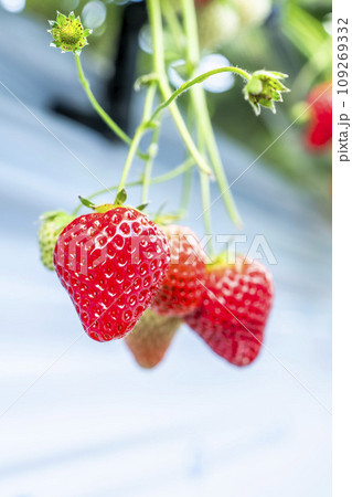 赤く実ったイチゴの果実 ハウスの苺 いちご狩り 宮城県山元町 赤く実ったイチゴの果実 ハウスの苺 いちご狩り 宮城県山元町 109269332