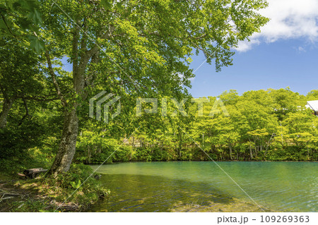 初夏のドッコ沼 新緑の風景 山形県山形市   初夏のドッコ沼 新緑の風景 山形県山形市   109269363