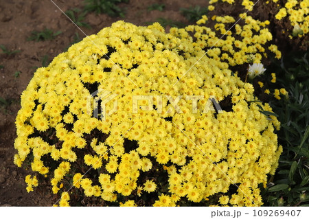秋の庭に咲く黄色いスプレーギクの花 109269407