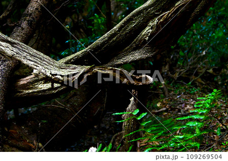 樹木に巻き付く 奇妙な ねじれた木 樹木に巻き付く 奇妙な ねじれた木 109269504