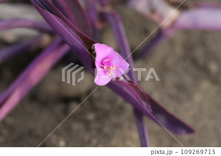 秋の庭に咲くピンク色の小さな花と紫色の葉を持つ紫御殿の花 秋の庭に咲くピンク色の小さな花と紫色の葉を持つ紫御殿の花 109269713