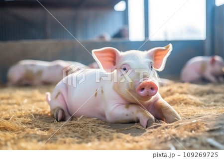 Funny fat pigs herd waits for feeding in modern farm stall for meat and lard producing Funny fat pigs herd waits for feeding in modern farm stall for meat and lard producing 109269725