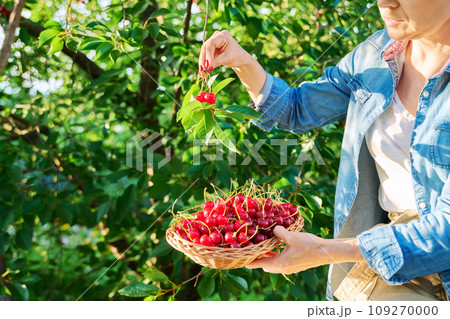 Close-up crop of red cherries in basket in hands of woman, summer garden 109270000