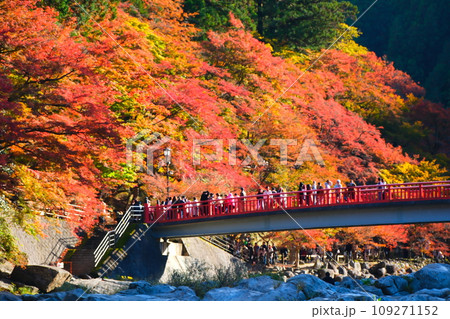 香嵐渓の紅葉 109271152