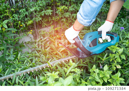 Woman taking care and growing plants, Hobby planting home garden, ornamental pruning. Woman taking care and growing plants, Hobby planting home garden, ornamental pruning. 109271384